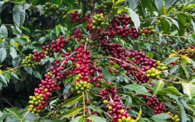 Roastmaster's Select : Noira Mendoza Pillamue, Colombia