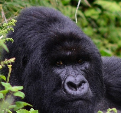 Congo Coffee Year Anniversary