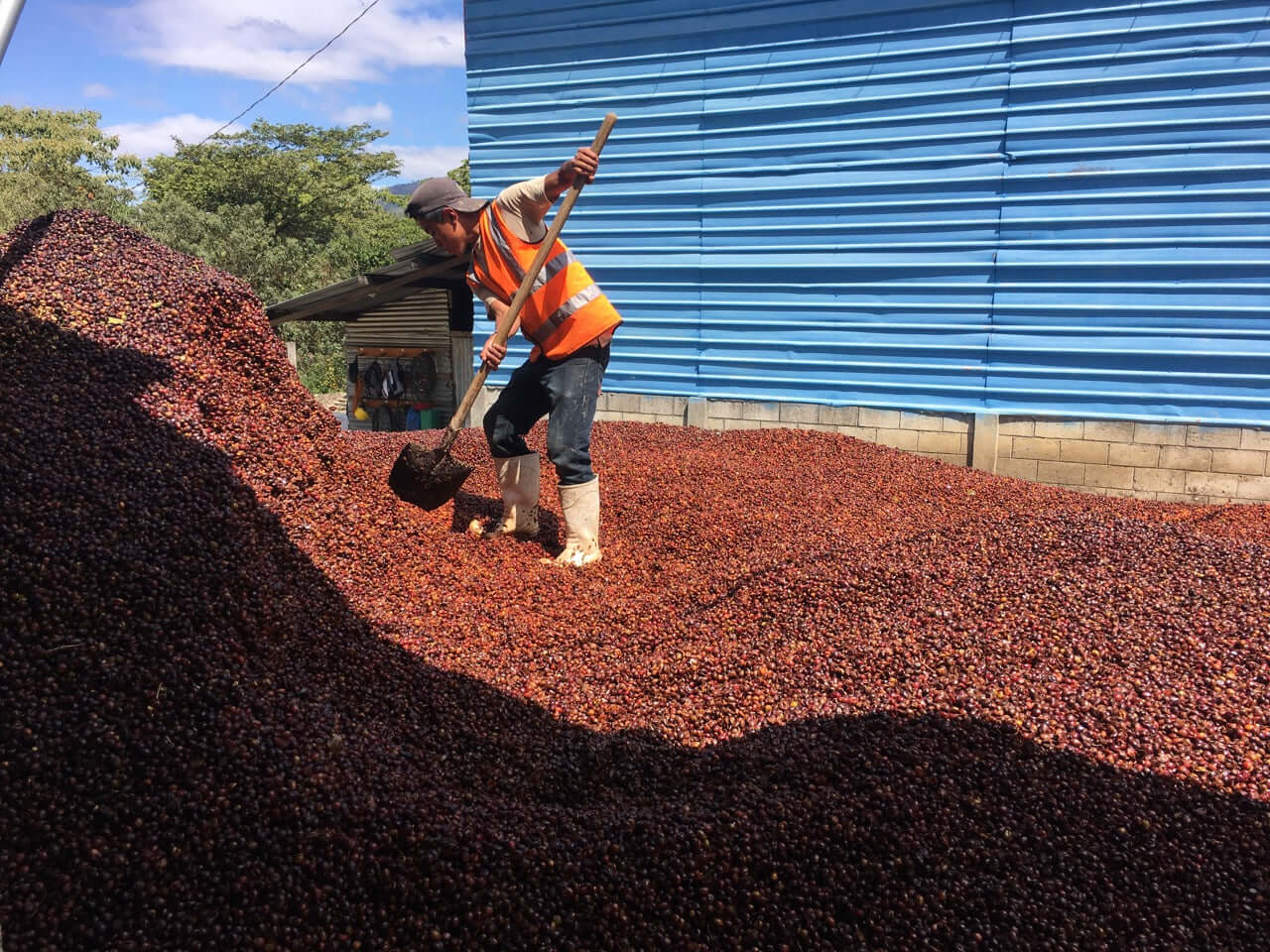 July Single Origin Club: Guatemala Guaya'b