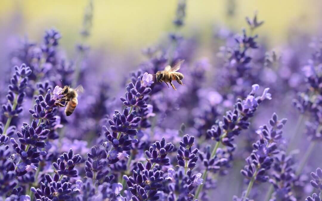 Honey Bee Day 2018