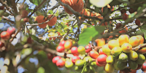 Roastmaster's Select Club: Finca de Alexa