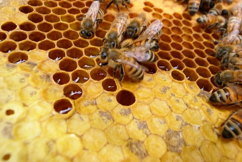 The Magical and Miraculous Creation of Honey