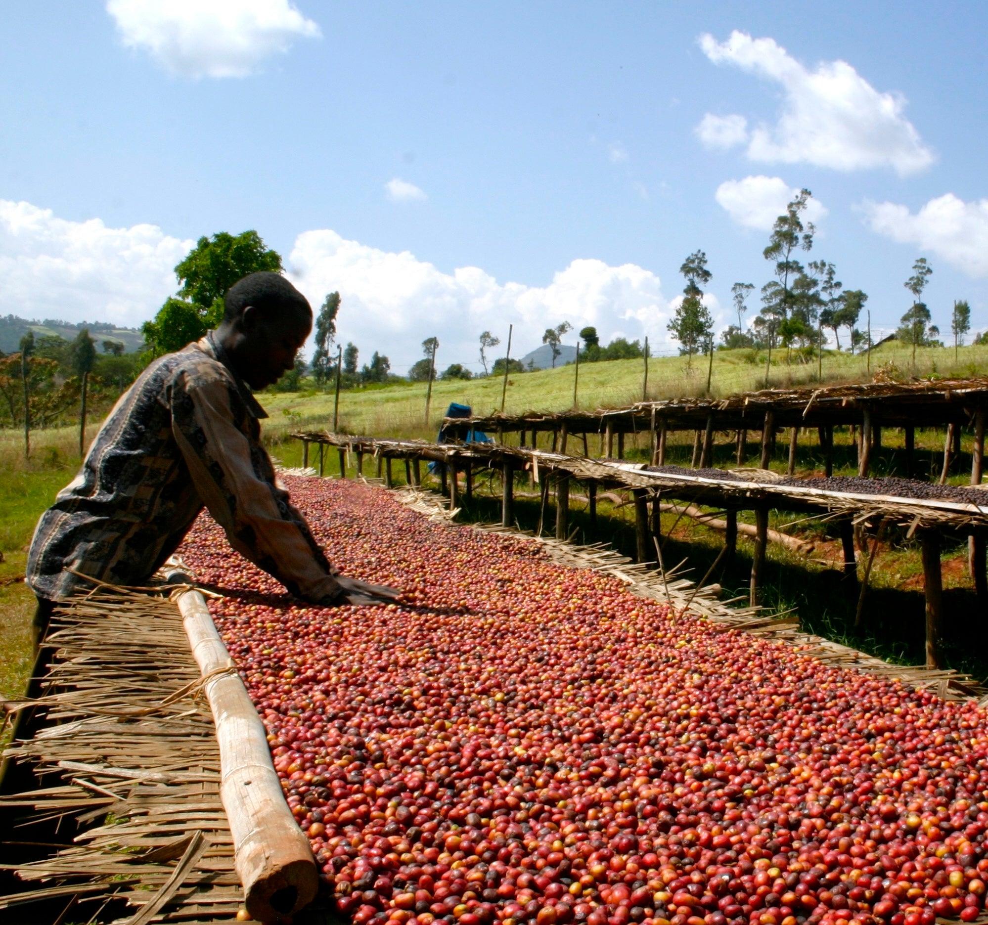 July Single Origin Club: Ethiopia Yirgacheffe