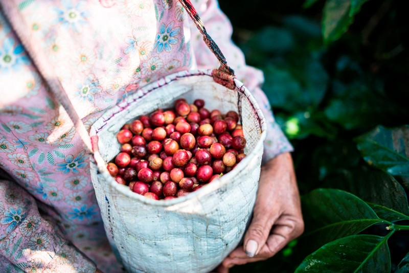 Sulawesi Coffee for the Roastmaster's Select Coffee Club