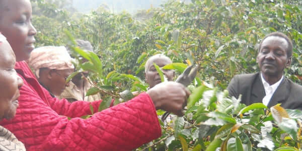 Roastmaster's Select Club: Kenya Nyeri Othaya Ichamama