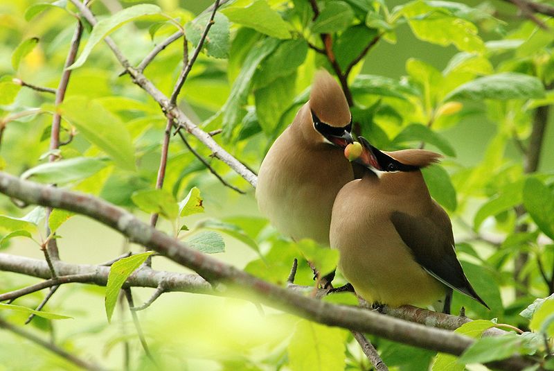 Wild Birds Unlimited of Santa Monica