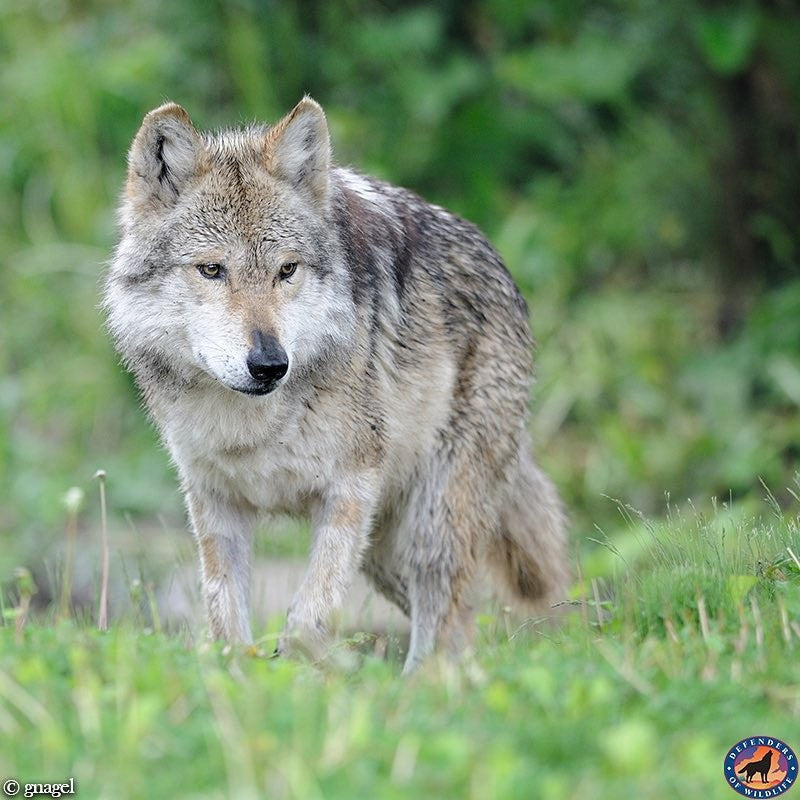 Wolf Awareness Week