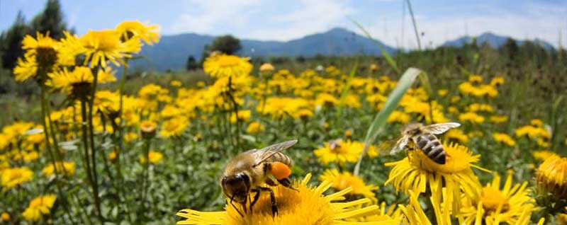 Pollinator Week 2018