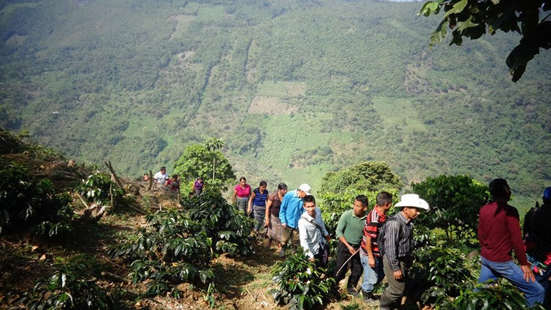 Guatemalan Coffee for the Roastmaster's Select Coffee Club