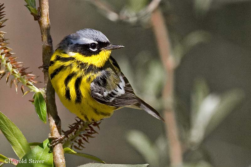 For the Birds: Magnolia Warbler