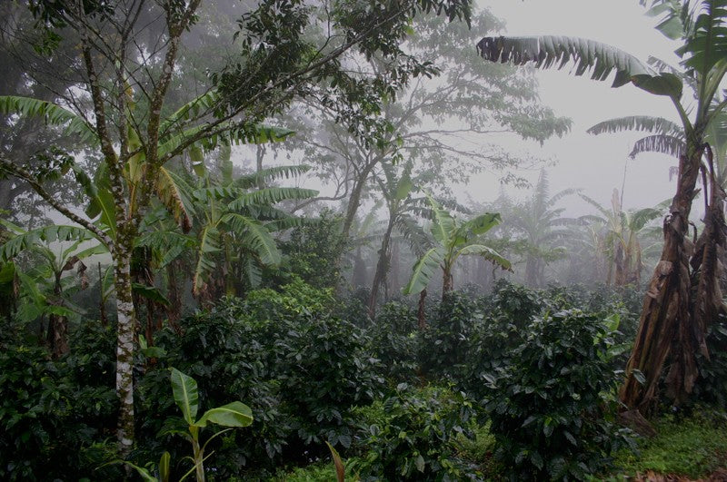 Shade Grown Coffee Trees