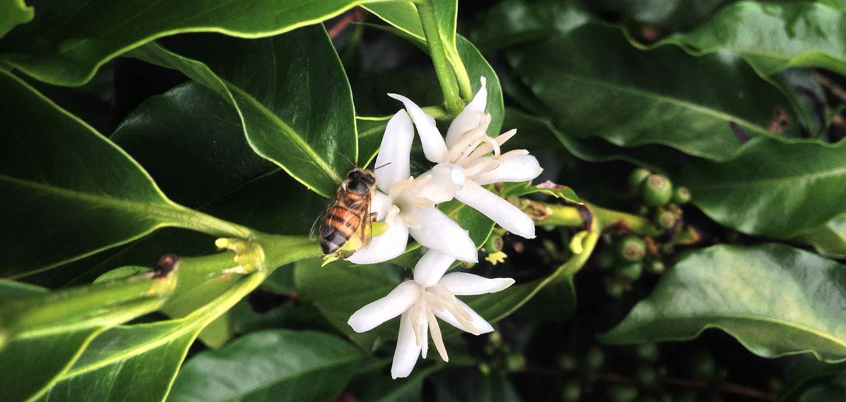 Beyond The Bean: Buzzing with Biodiversity