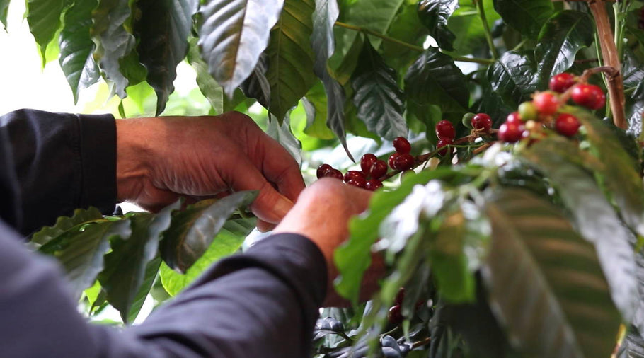 How To Grow Coffee Trees