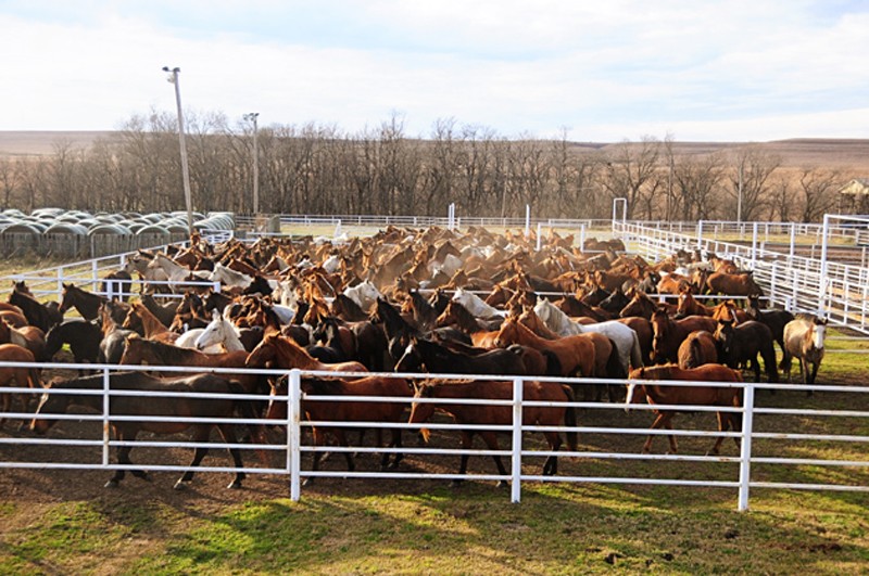Join the Fight to Save Our Wild Horses
