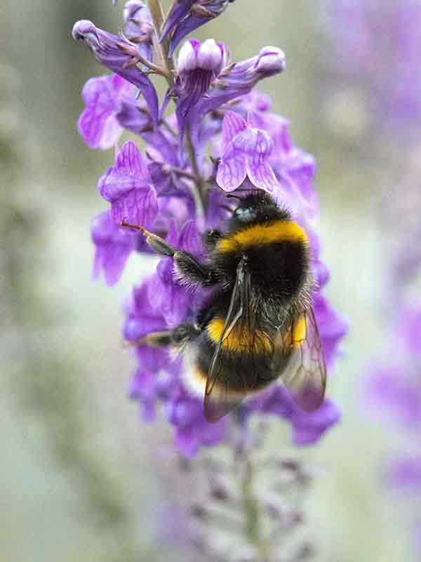 Native black and yellow striped bumble Bee on a Lavender flower stem