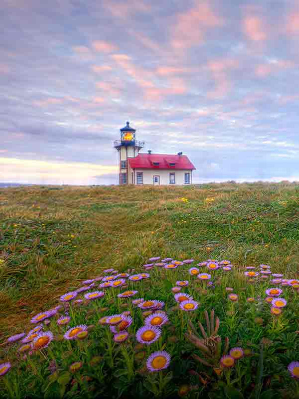 Point Cabrillo Light House pictured in the dawn light with coastal seaside daisy's in purple and yellow blooms in the foreground