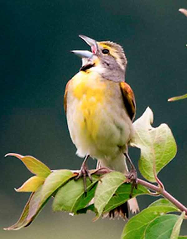 A yellow breasted Song Bird singing on a branch