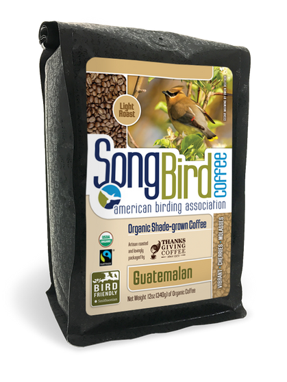 Songbird Guatemalan