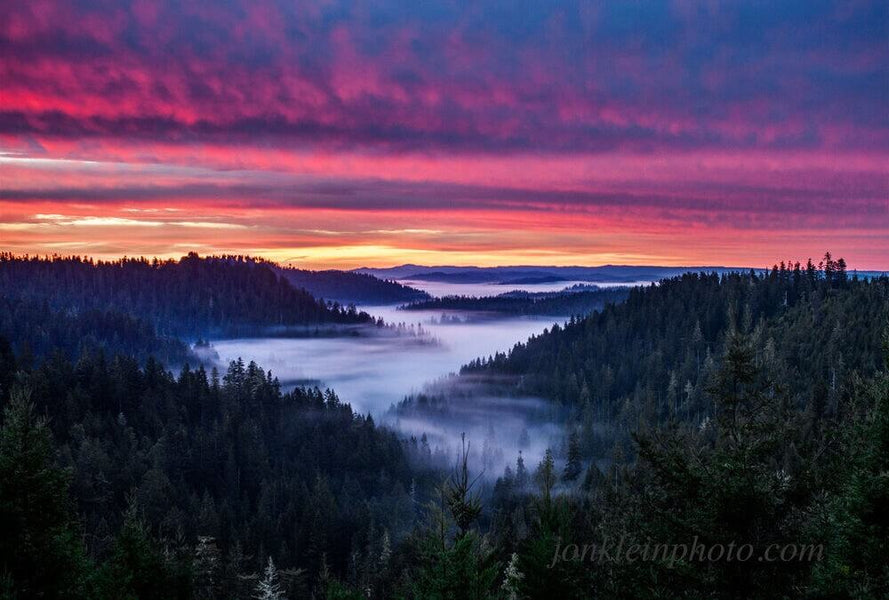Our Newest Cause Coffee Helps Save The Redwoods