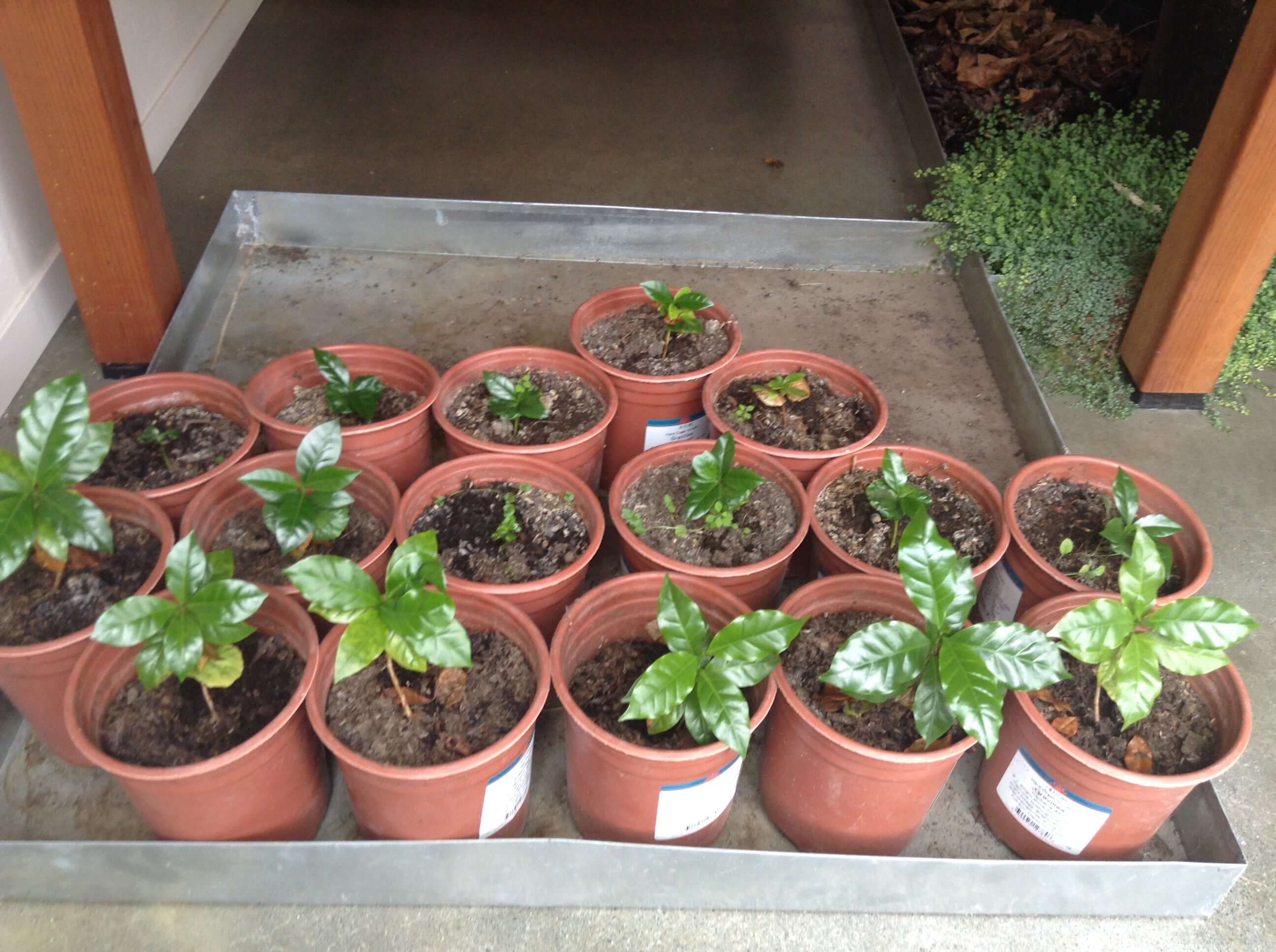 Part I : The Beauty of Growing Coffee Trees in Your Home