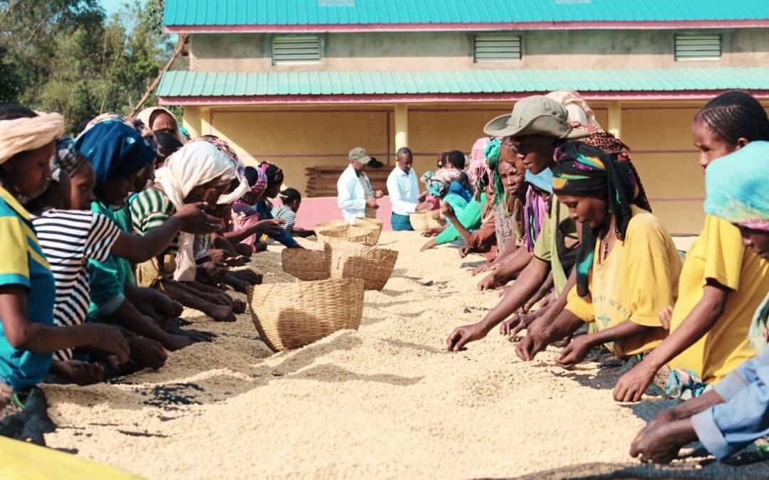 Roastmaster's Select : Sidama Refisa, Ethiopia