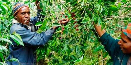 Roastmaster's Quarterly Coffee: Timor-Leste