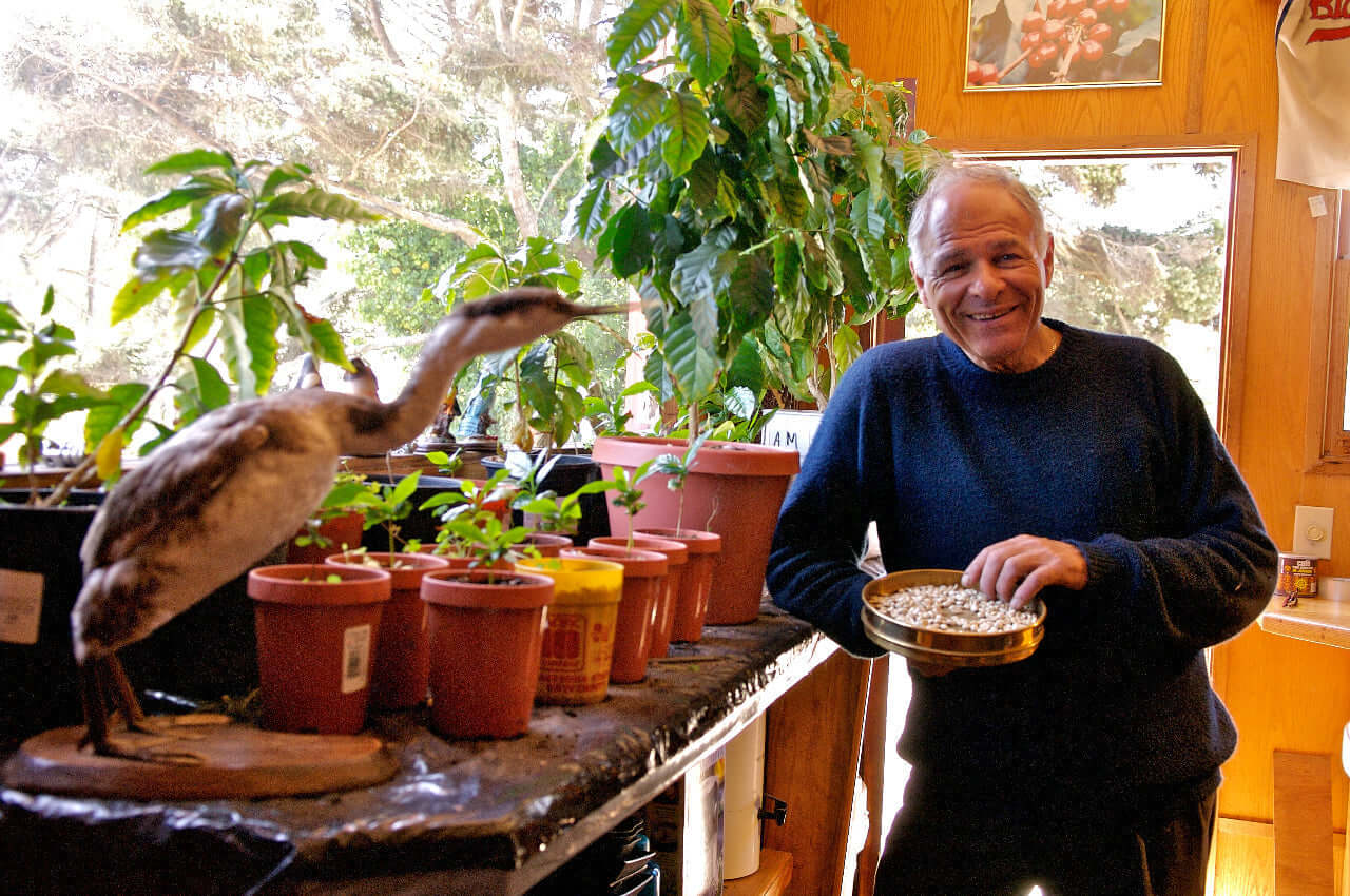 Part II: All You Need to Know About Growing Coffee Trees in Your Home