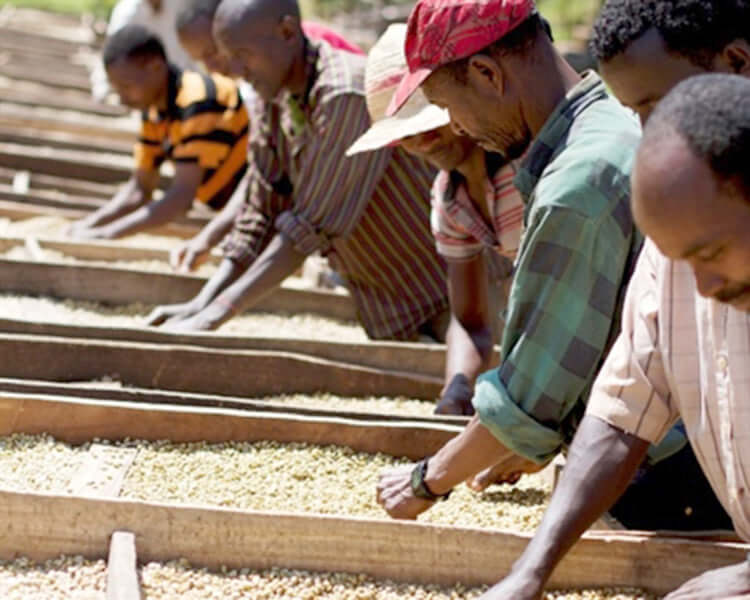 October Single Origin Club: Ethiopia Natural