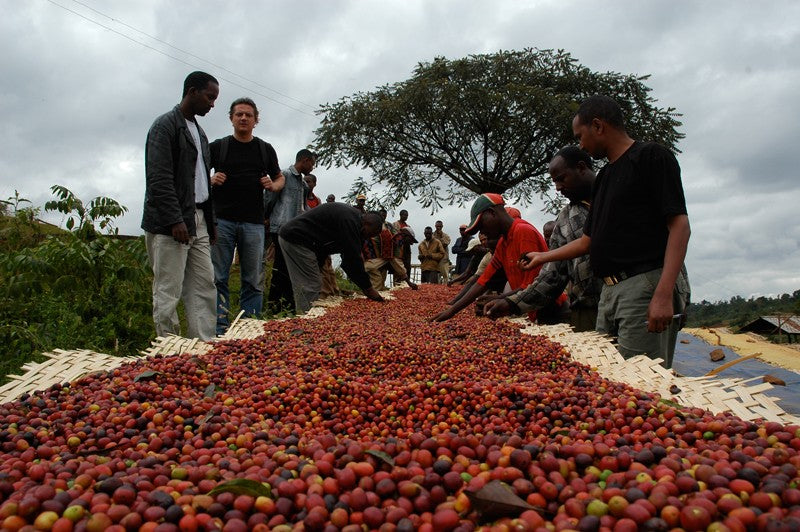 Natural (Dry) Processed Coffee