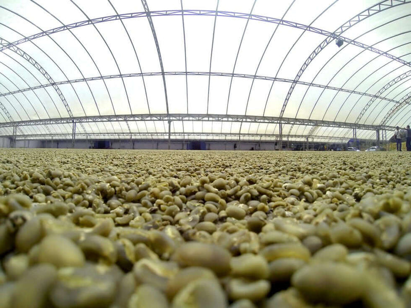 Roastmaster's Select: Sumatra, Sara Até