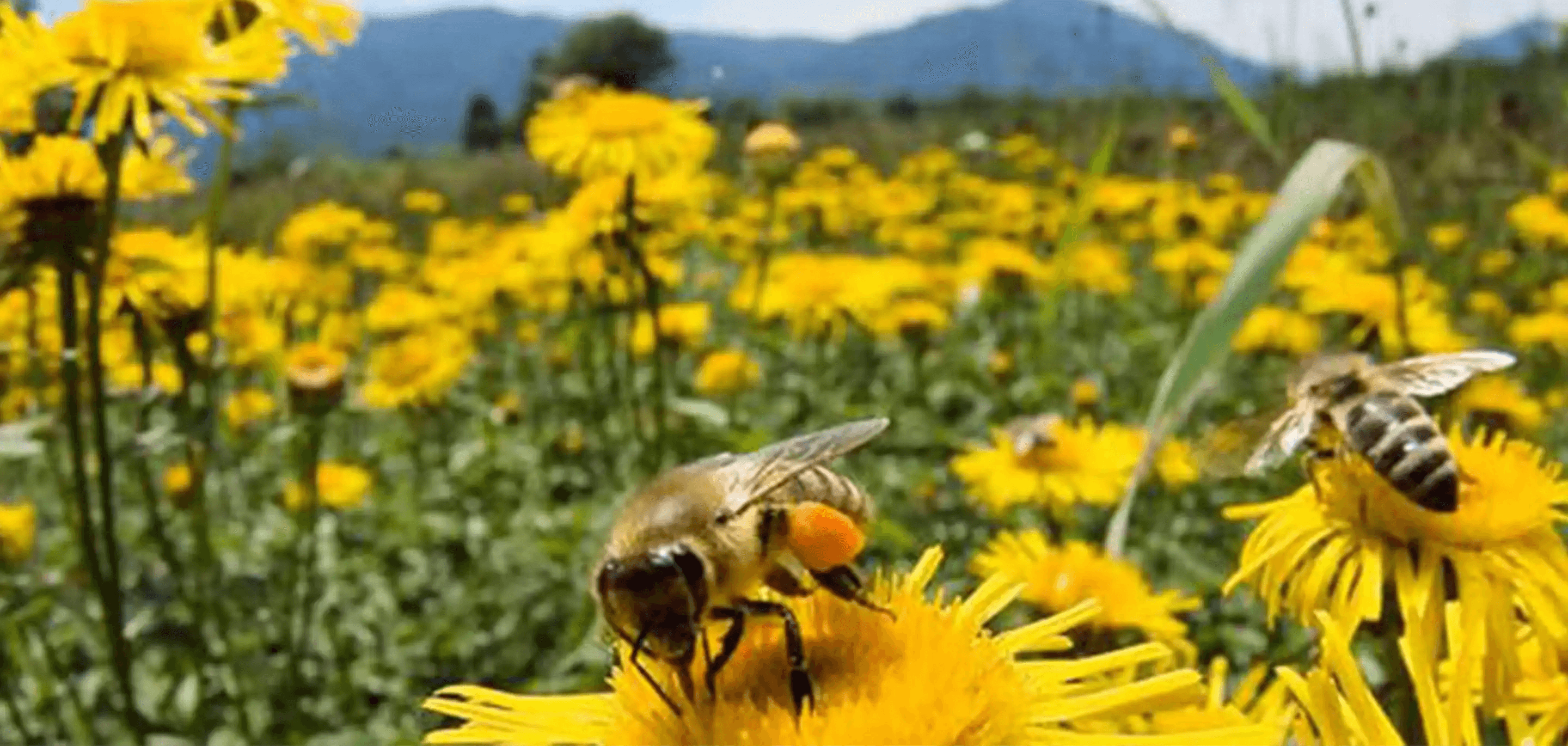 Introducing the Bee Bold Alliance