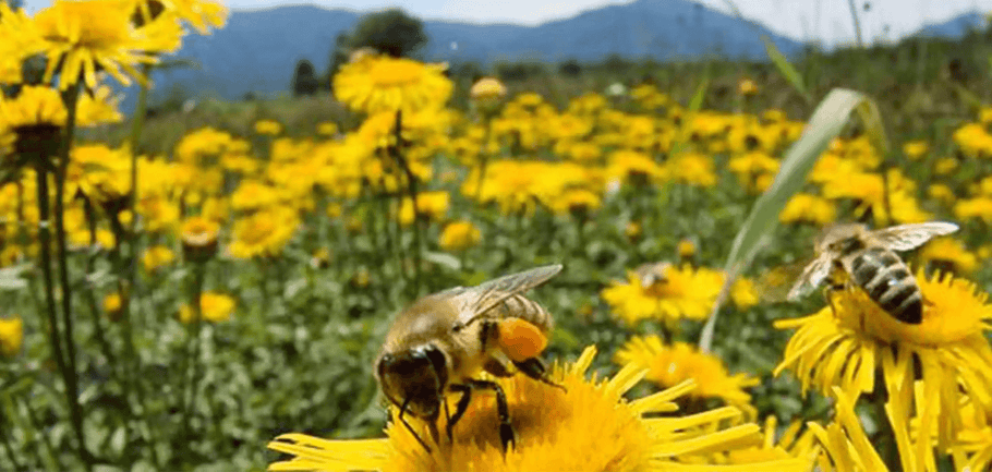 Brewing Hope: A Story of Bees, Coffee, and Connection