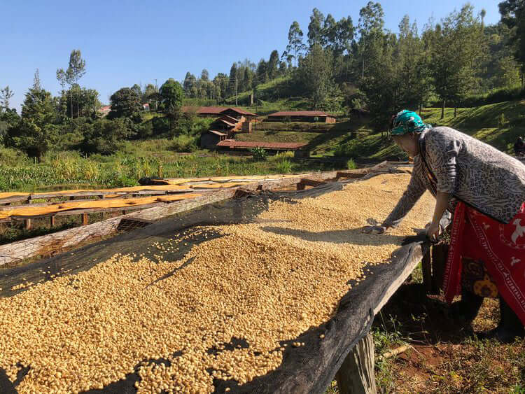 Roastmaster's Select Club: Kenya Nyeri Mahiga