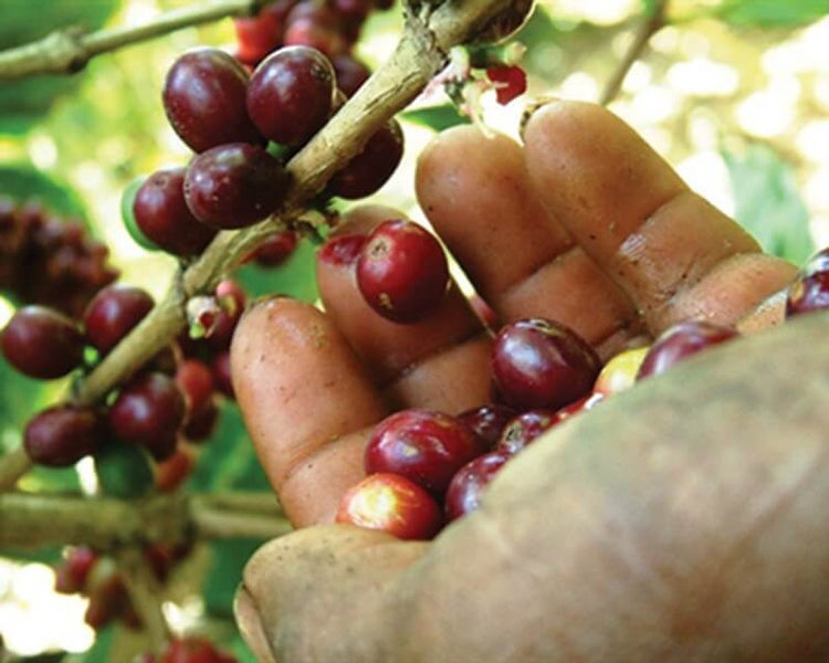Roastmaster's Select: Finca La Cabaña
