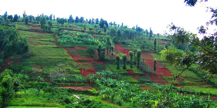 March Single Origin Club: Gorilla Fund Coffee