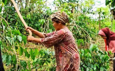 Single Origin Club : Takengon Highlands, Sumatra