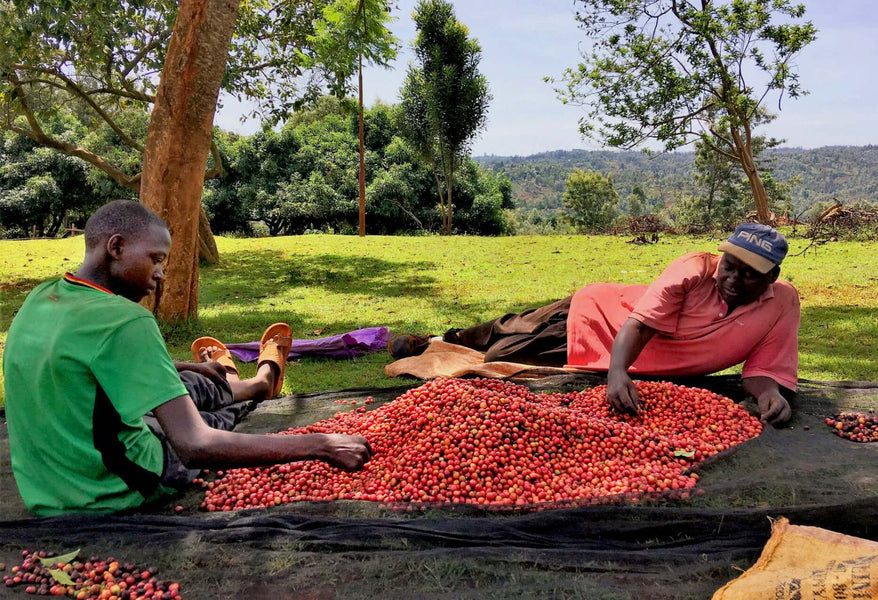 Roastmaster's Select Club: Kenya Nyeri Mahiga