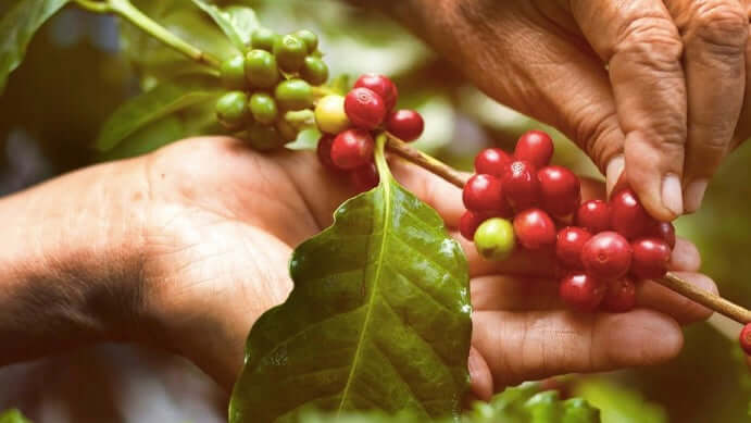 Roastmaster's Select Club: Coffee for Peace