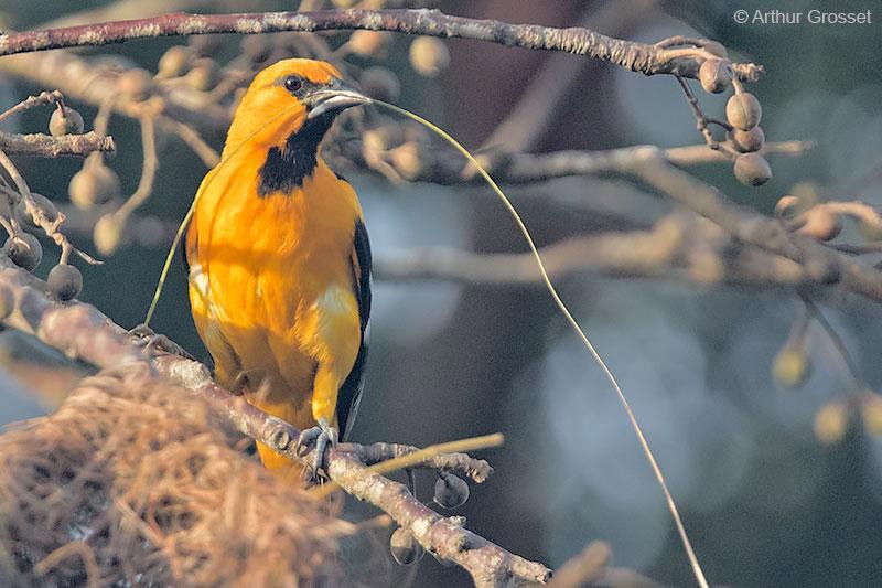 For the Birds: Altamira Oriole