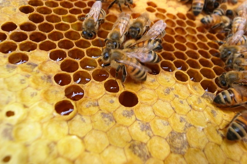 The Magical and Miraculous Creation of Honey