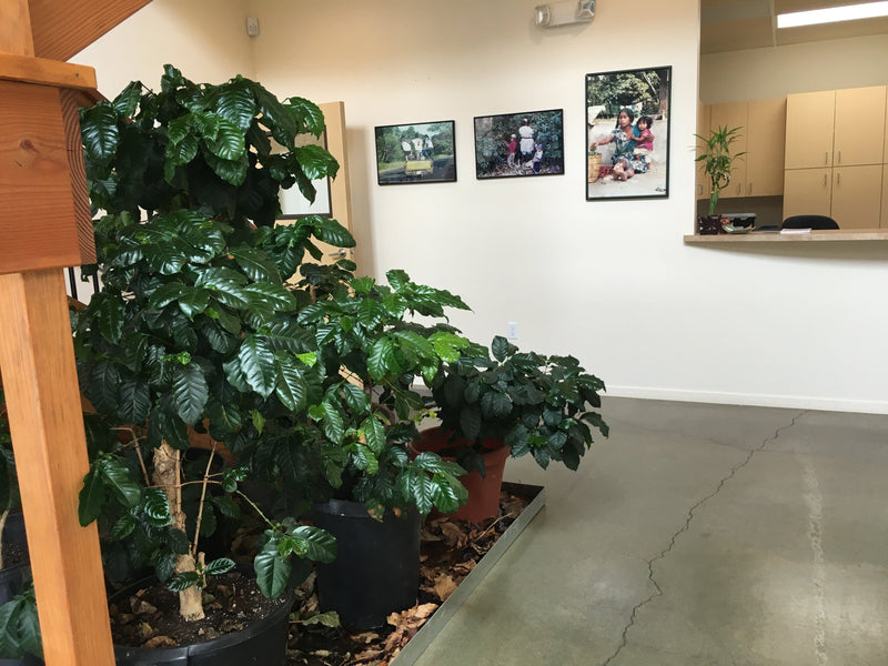 Office Coffee Tree Harvest