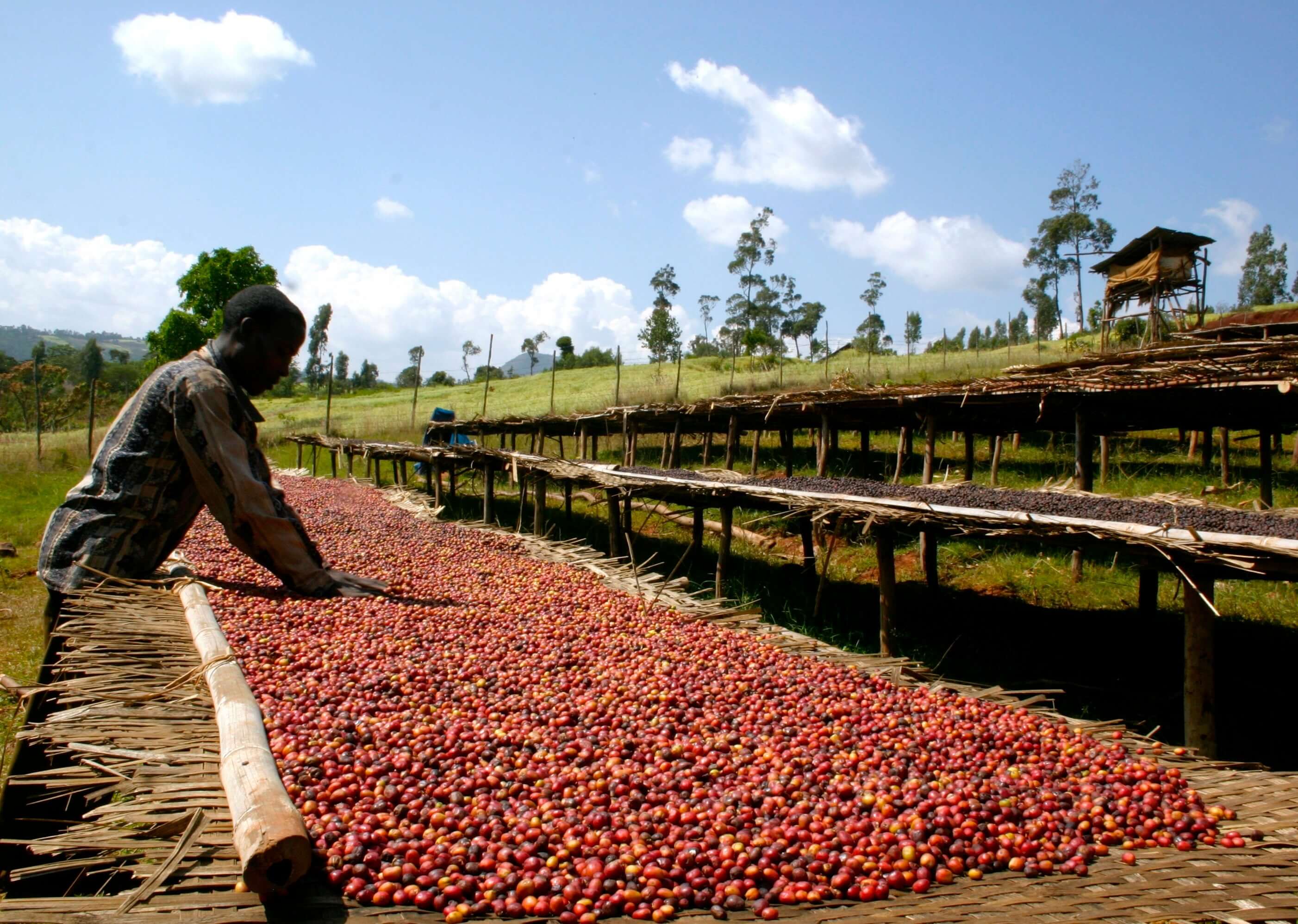 Coffee Processing : Dry versus Wet