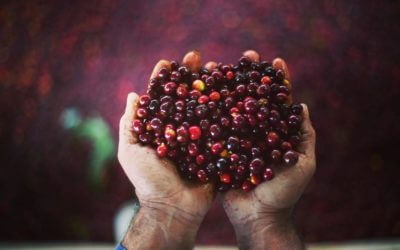 Roastmaster's Select : Orange Bourbon, Guatemala