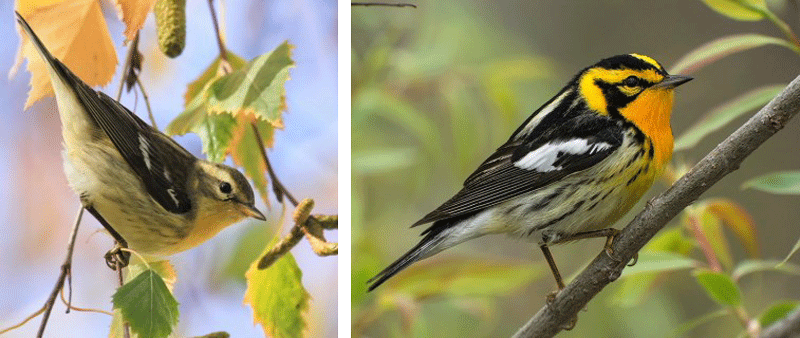 For the Birds: Blackburnian Warbler