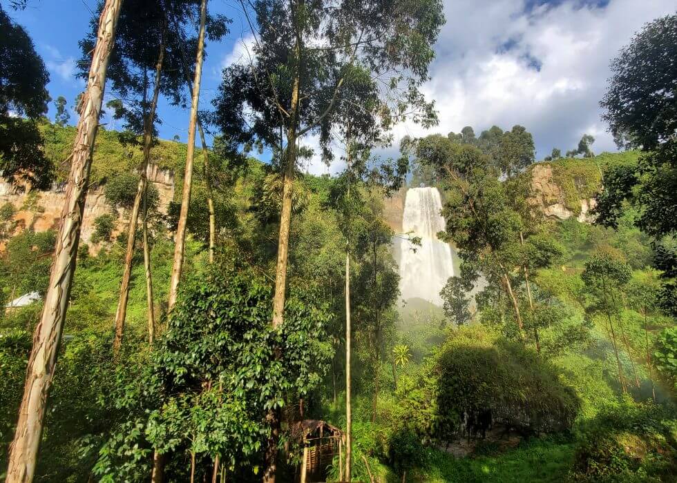 Roastmaster's Select Club: Uganda White Honey