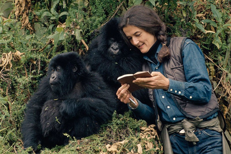 The Life of Dian Fossey