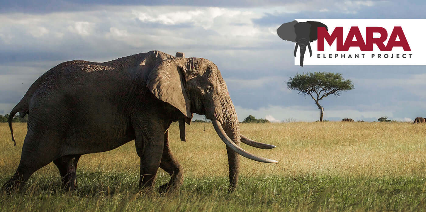 Our New Cause Coffee Helps Protect Elephants