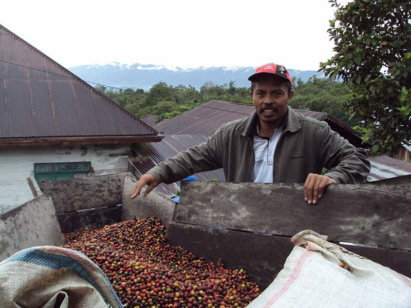 Organic Sumatra Coffee Beans