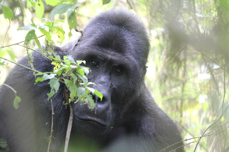 Grauer's Gorillas in Congo's Maiko Park