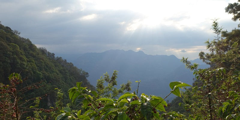 The Continuing Songbird Coffee Legacy